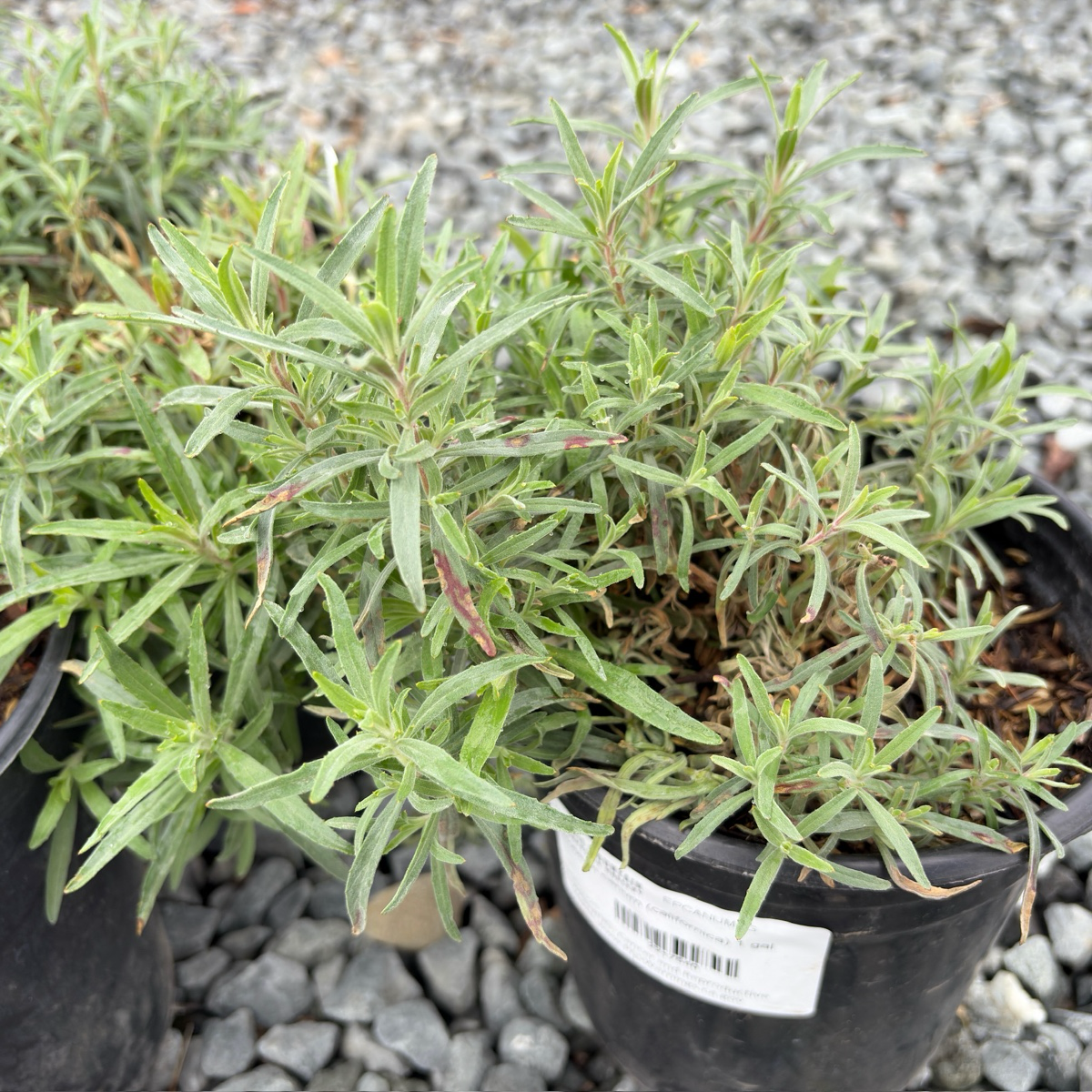 California Fuchsia