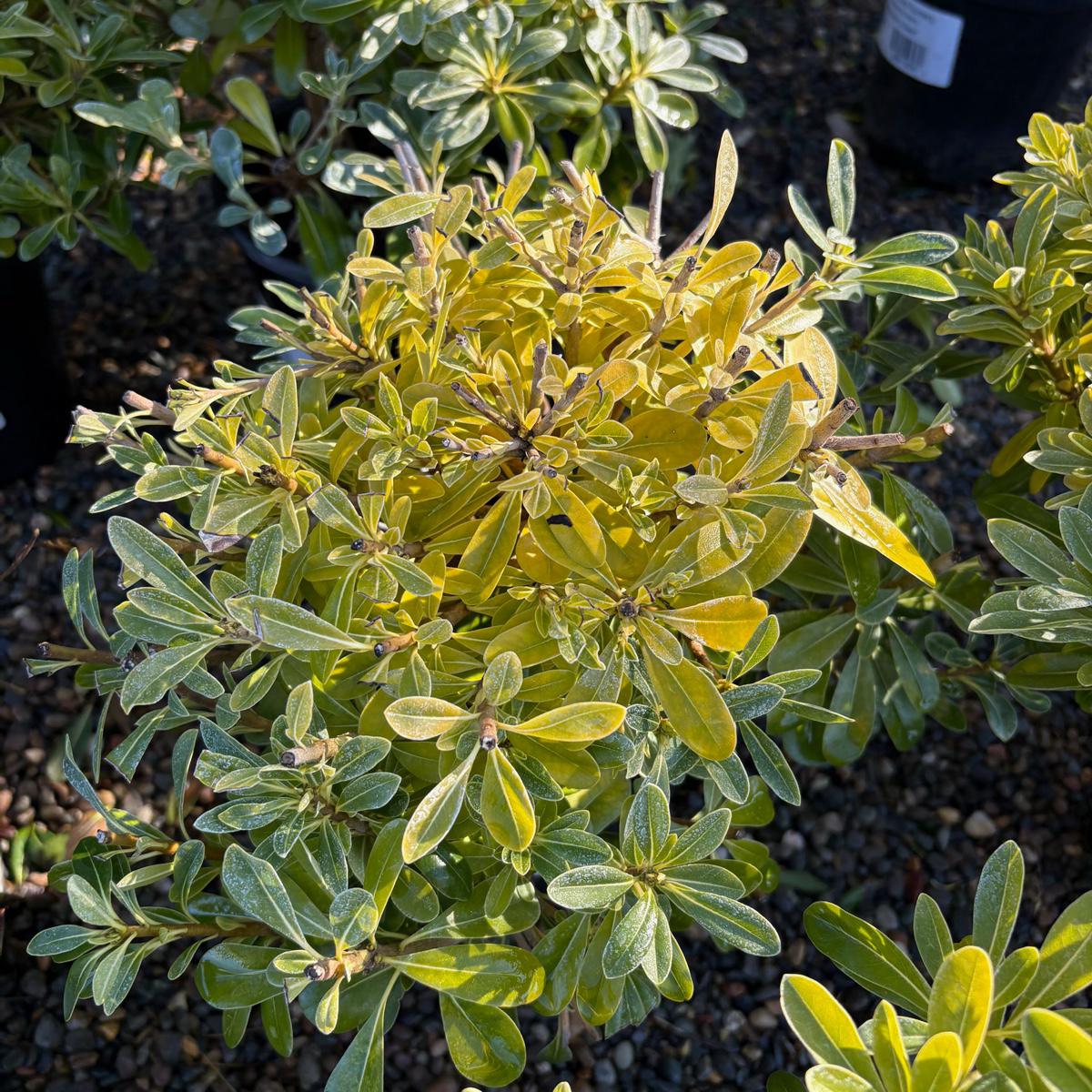 Wheeler's Dwarf Japanese Mock Orange