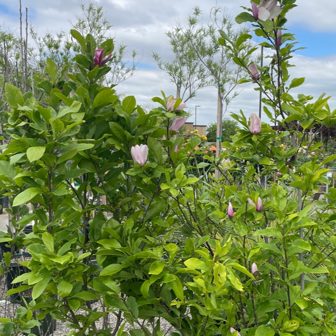 Jane Magnolia