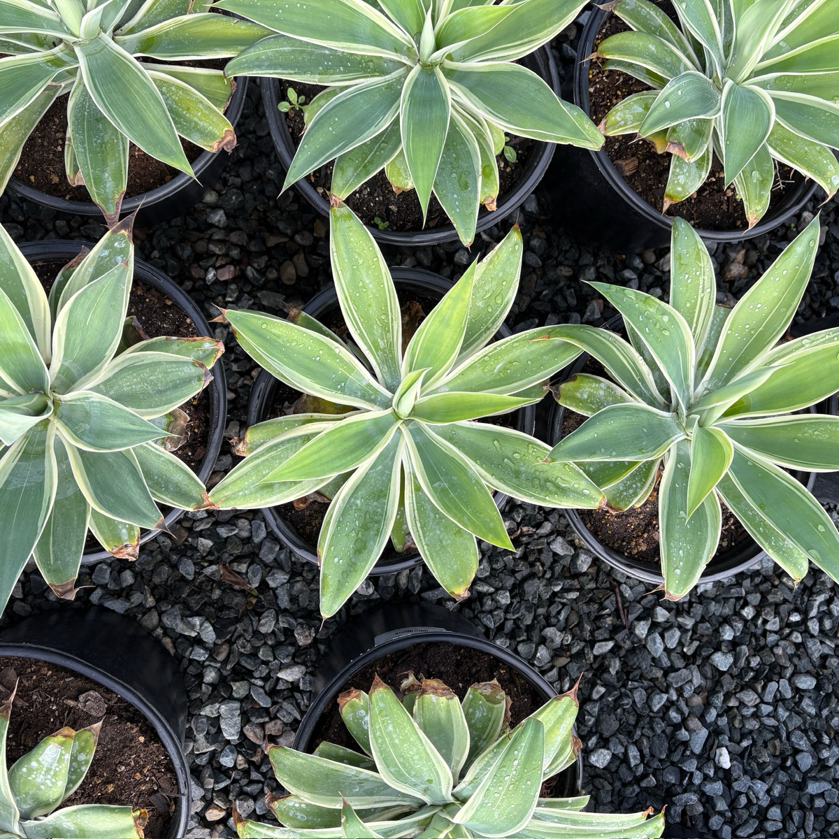 Ray of Light  Fox Tail Agave