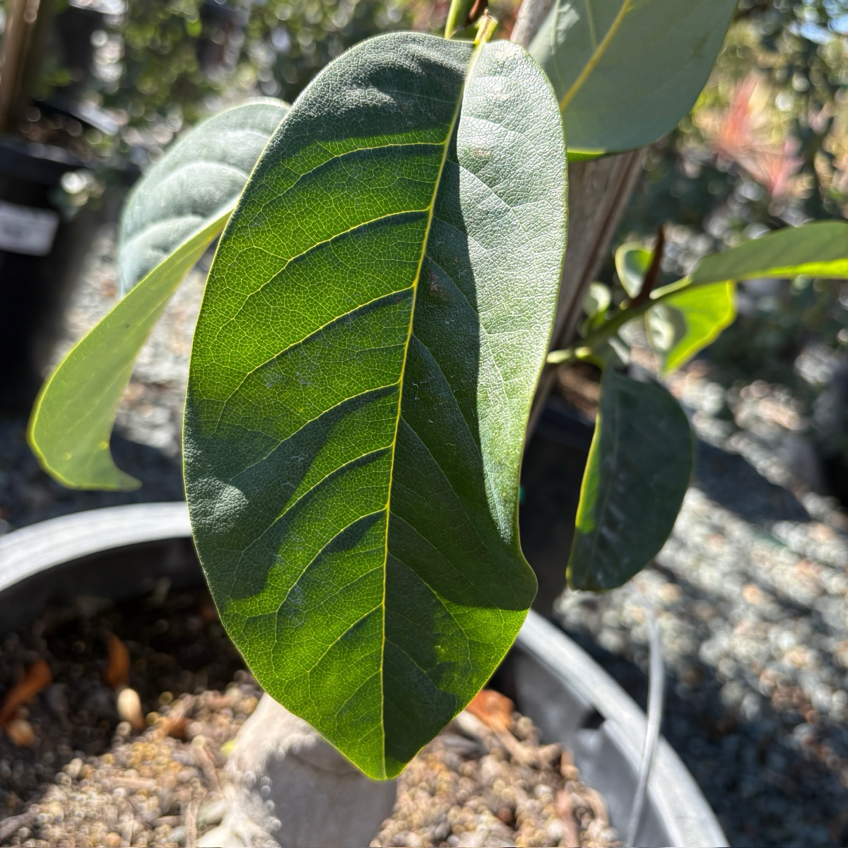 Silver Cloud Michelia
