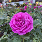 茶香月季-香水工厂