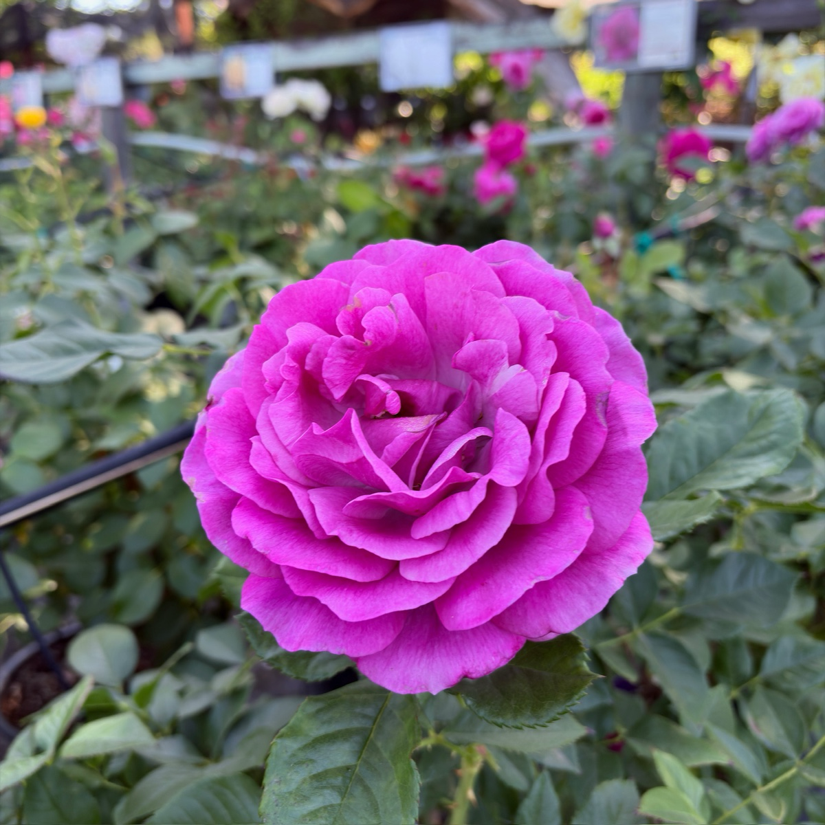 茶香月季-香水工厂