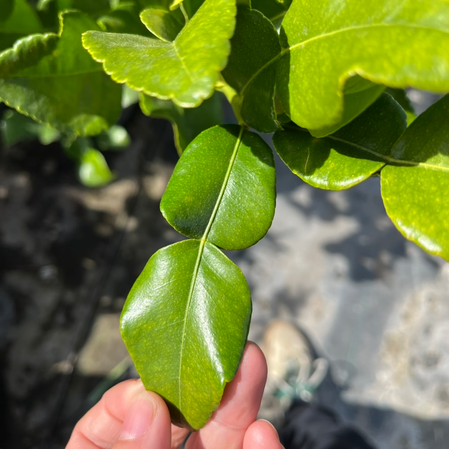 Kaffir  Lime 