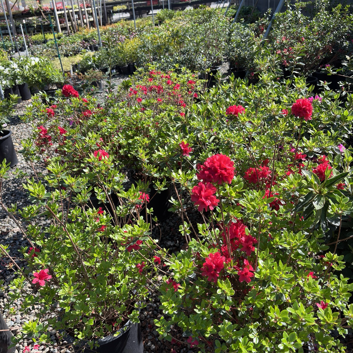 Hino Crimson Azalea