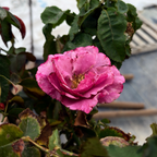 茶香月季-芭芭拉·史翠珊