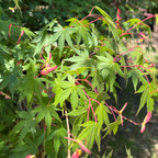 珊瑚阁日本枫