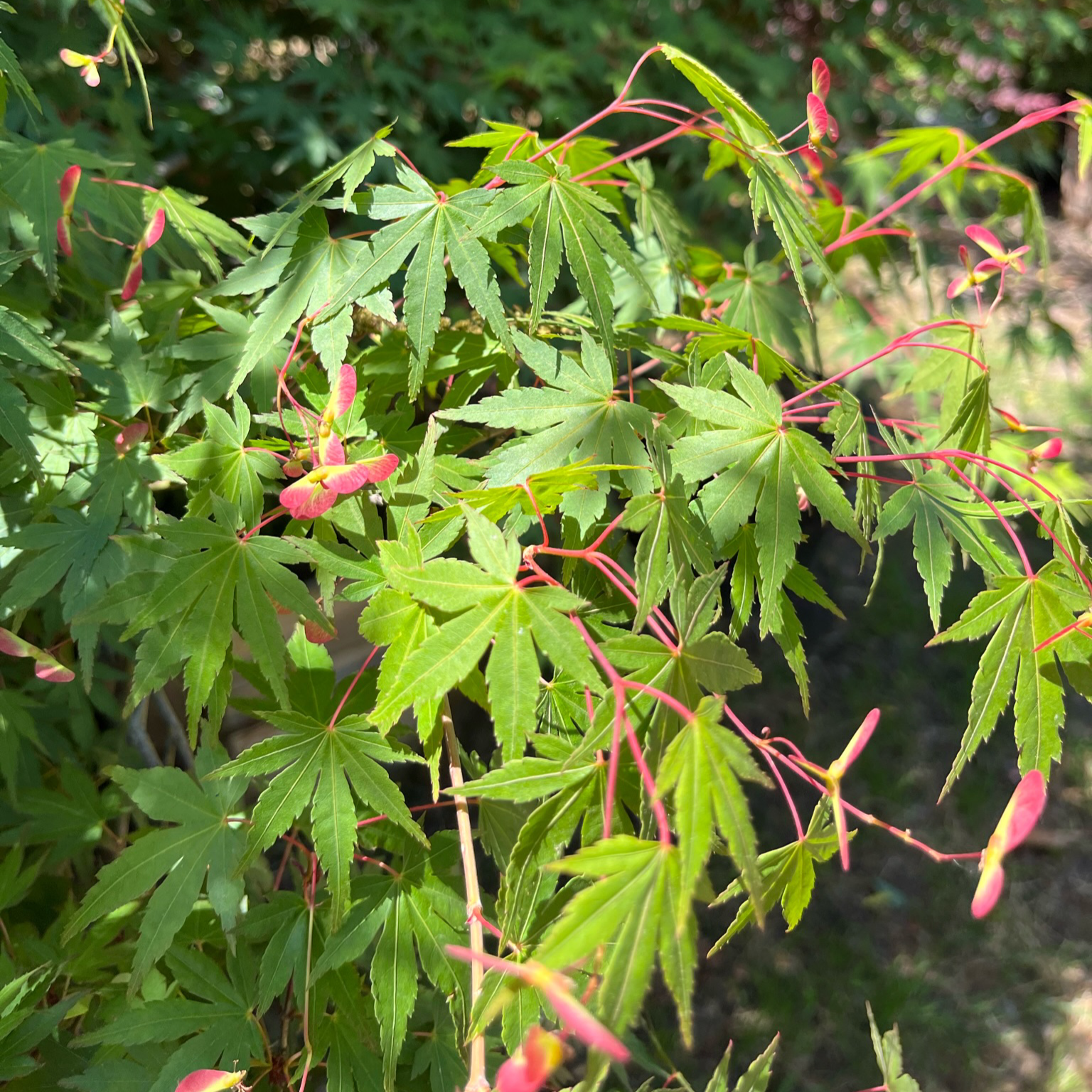 Coral Bark Maple