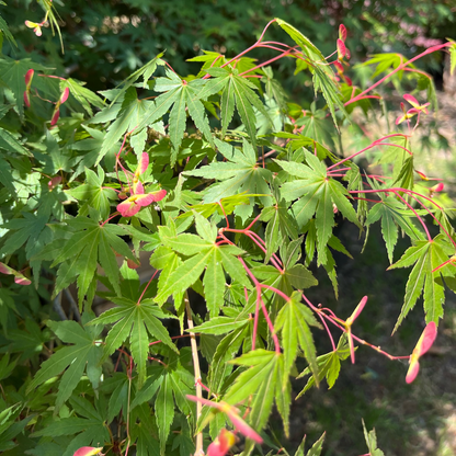 Acer palmatum - Coral Court Japanese Maple