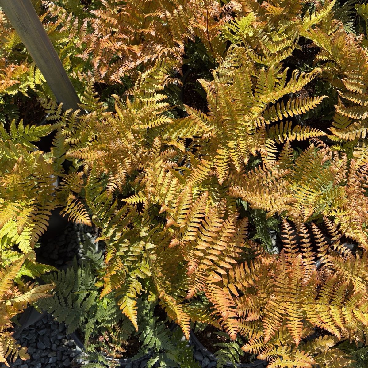 Brilliance Autumn Fern