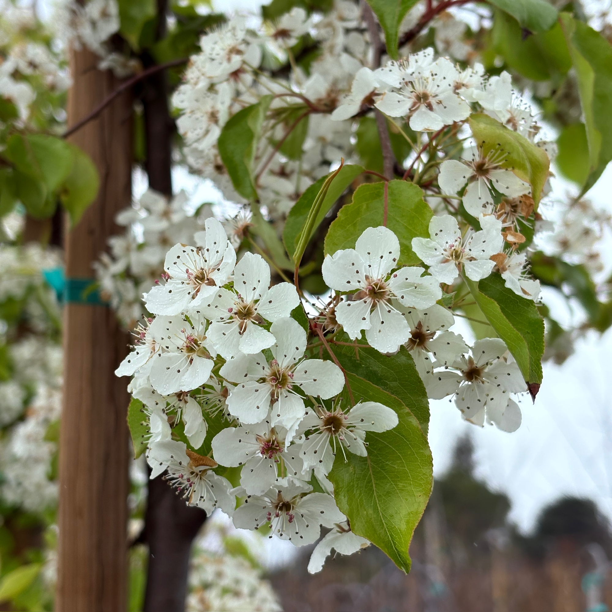 Evergreen Pear