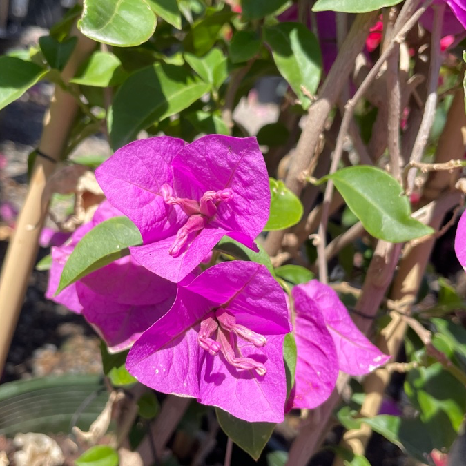 Purple Queen Bougainvillea