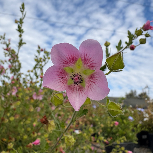 Tara's Pink Cape Mallow