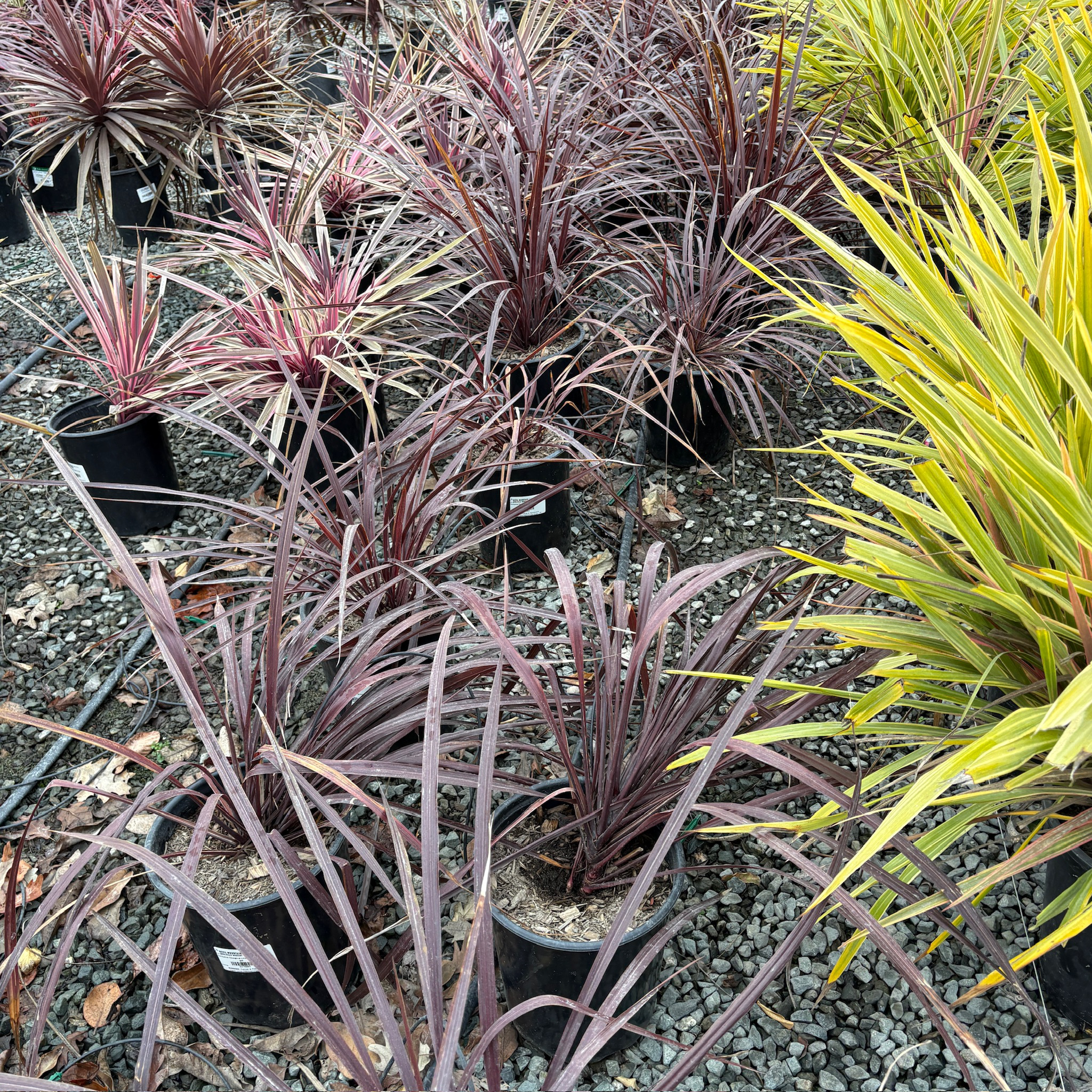 Cordyline 'Design-A-Line'