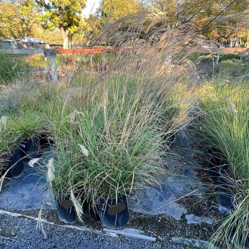 草生植物-金平芒草