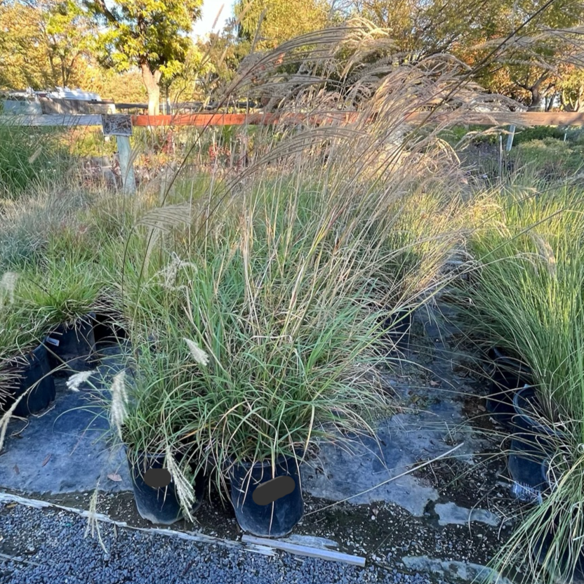 Maiden Grass