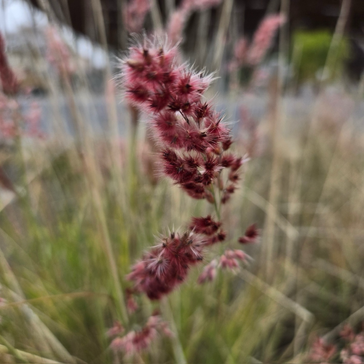 Morning Maiden Grass