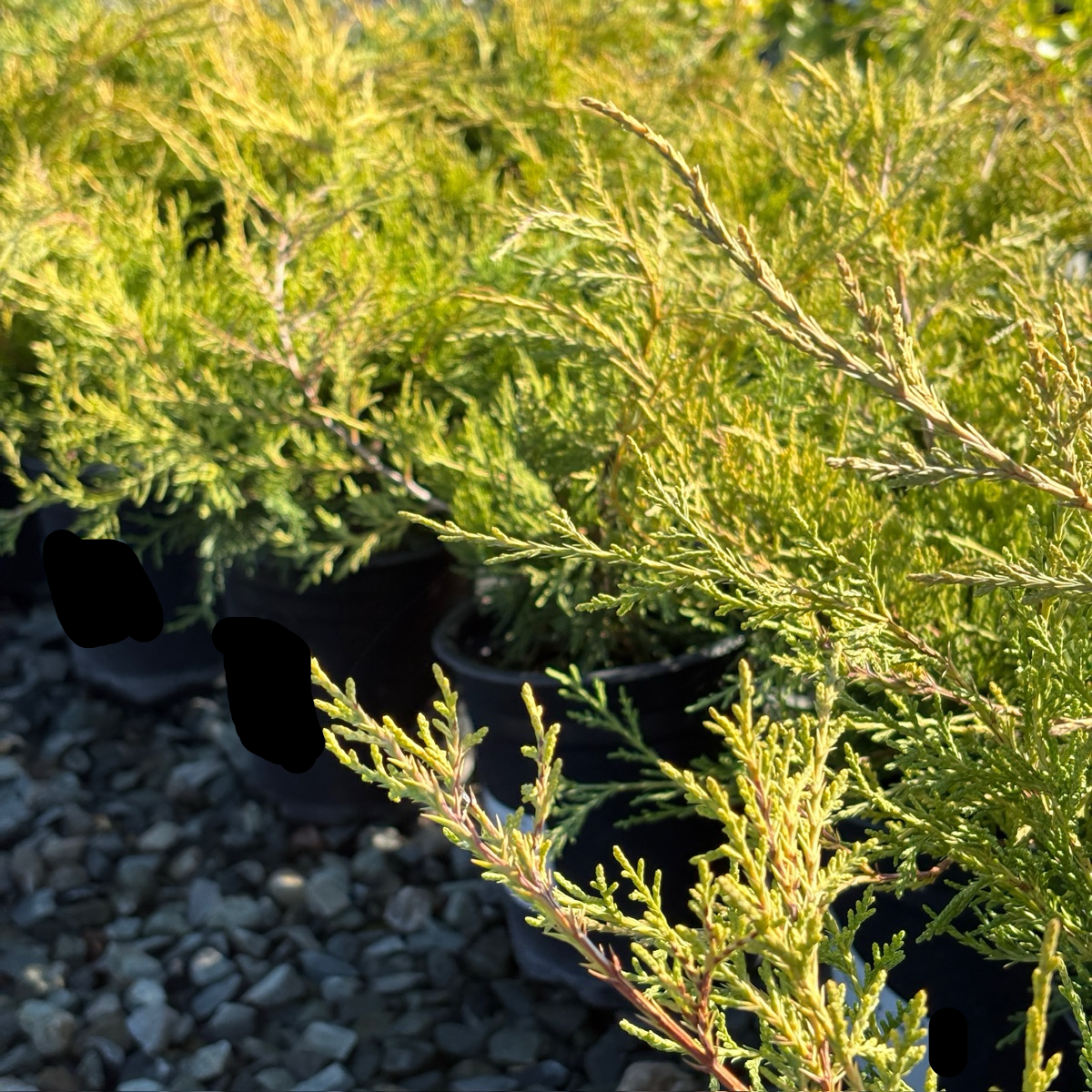 Dwarf Japanese Garden Juniper