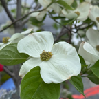 白花色奇迹四照花