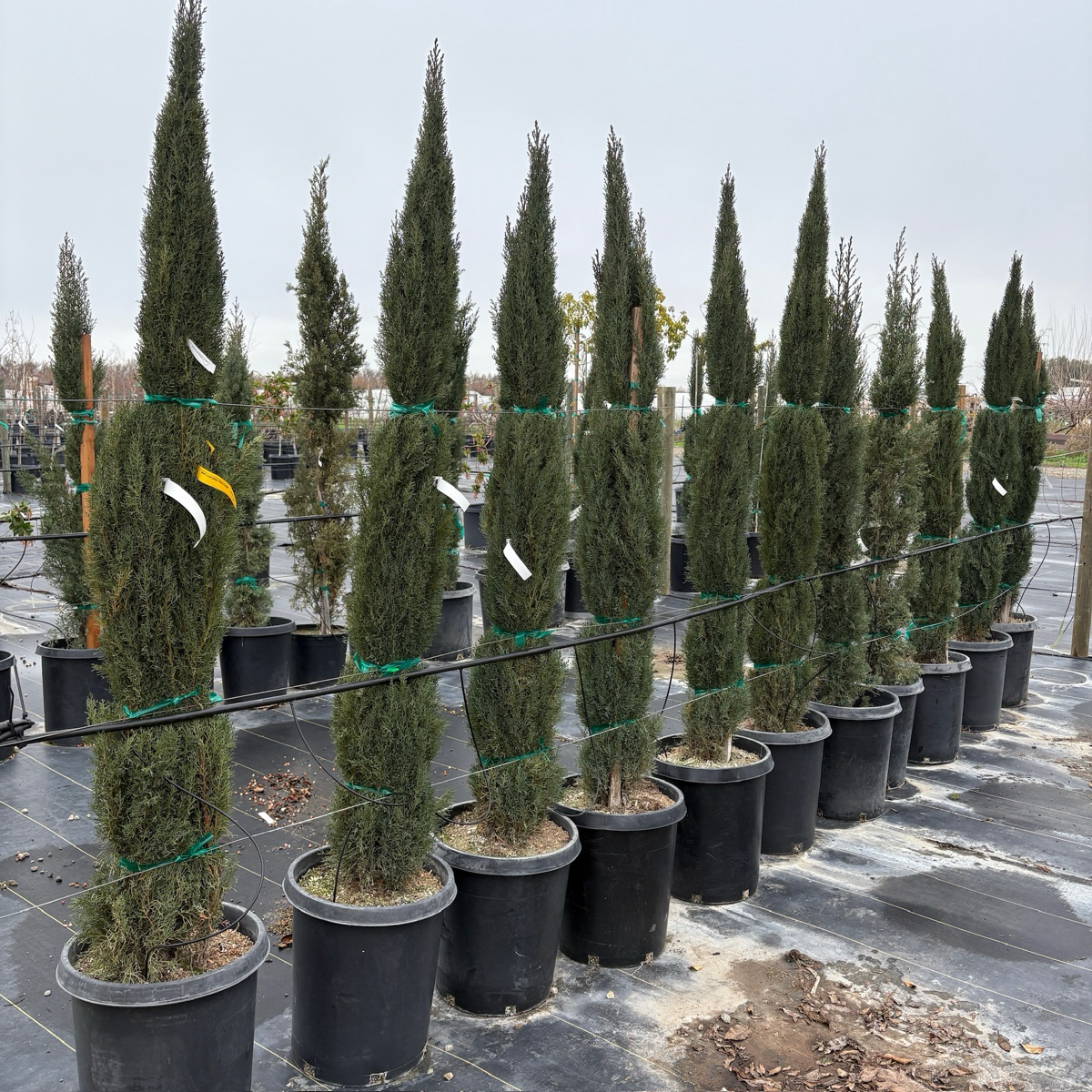 Italian Cypress