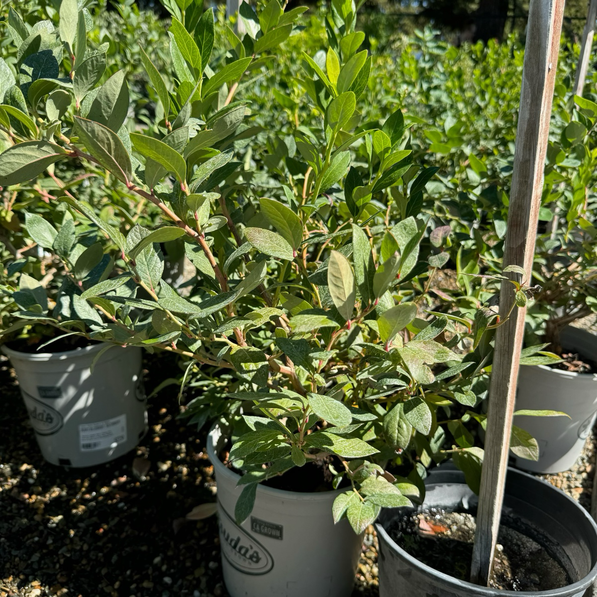 Bluecrop Northern Highbush Blueberry