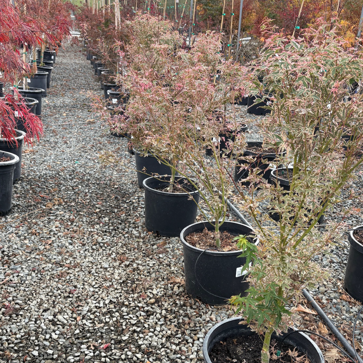 Butterfly Japanese Maple
