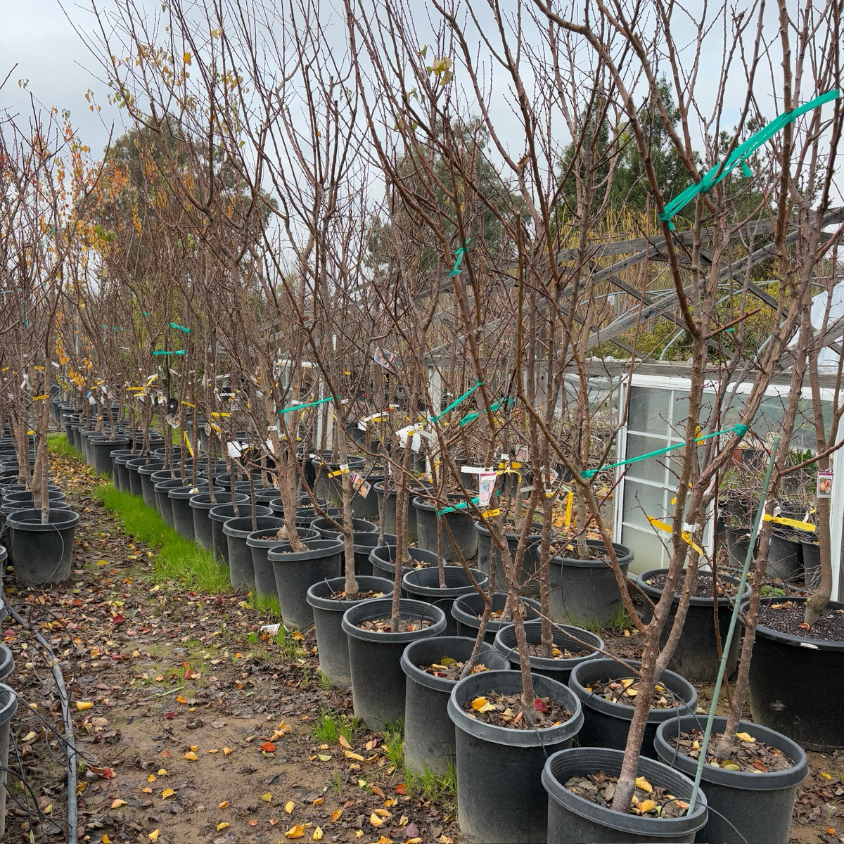 Moorpark Apricot