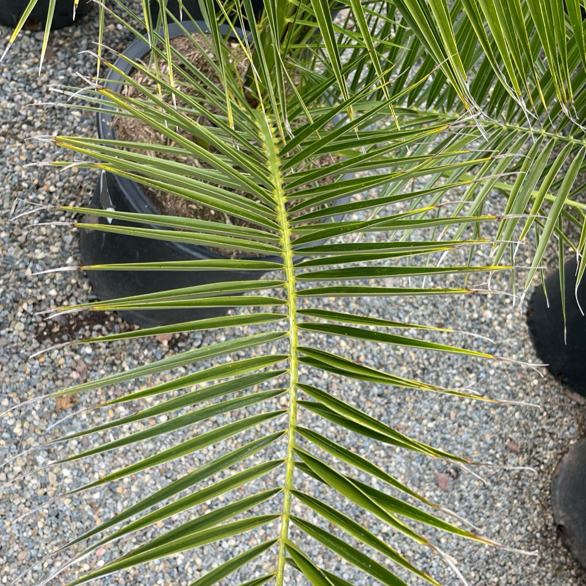 Canary Island Date Palm