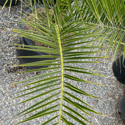 Palm Trees - Date Palms