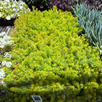 Angelina Stonecrop