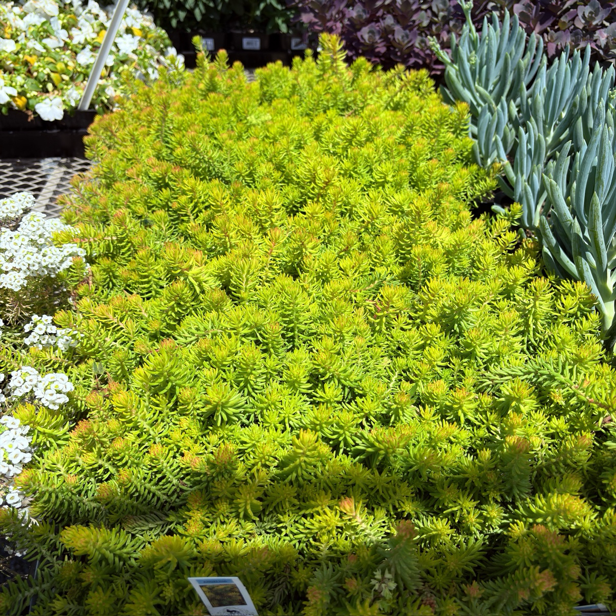 Angelina Stonecrop