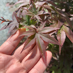 帝王日本枫