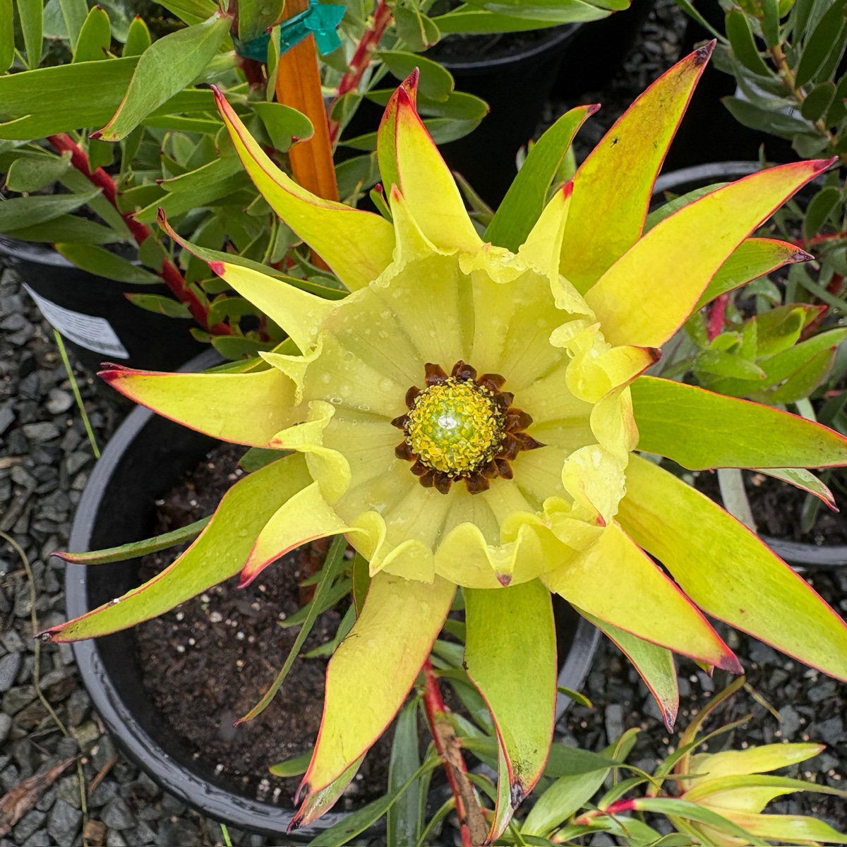 木百合-印加黄金