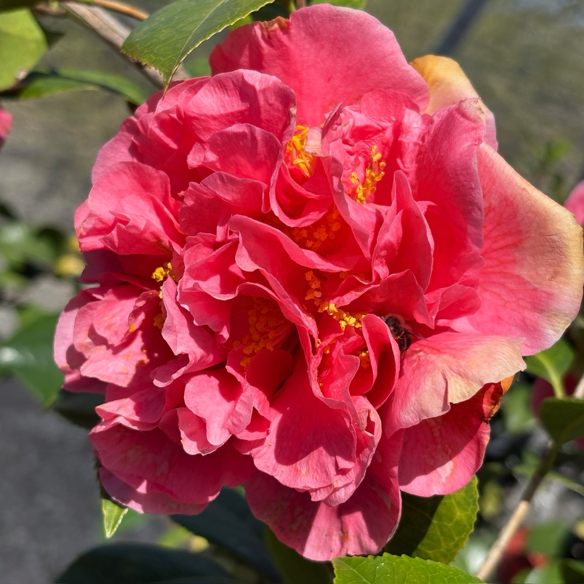 唯我独尊山茶花