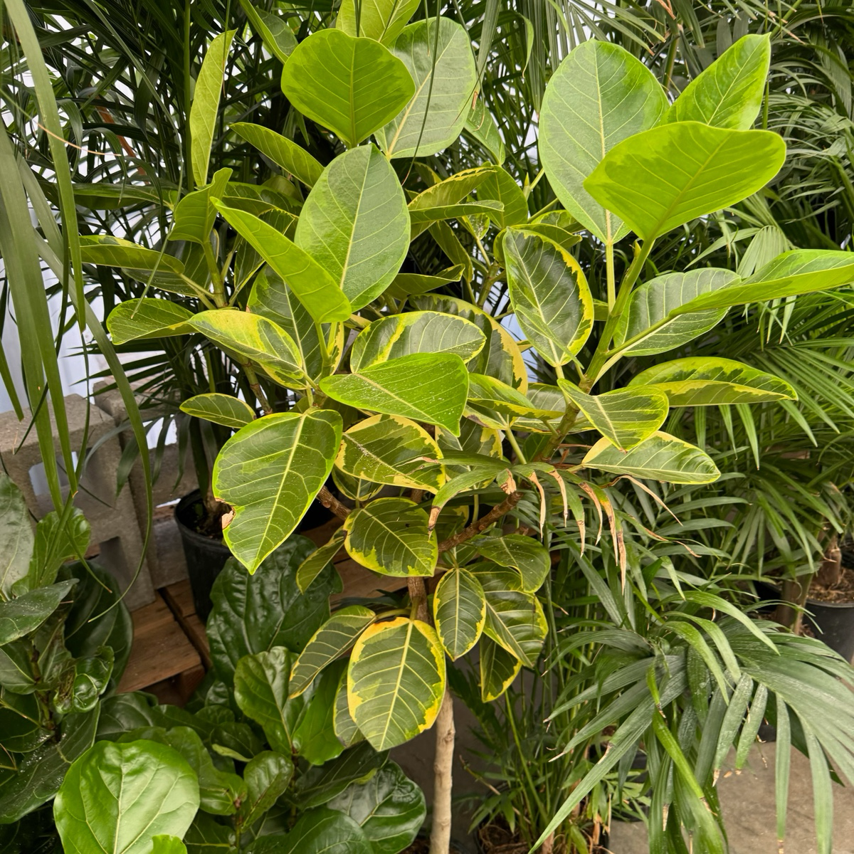 Council Tree