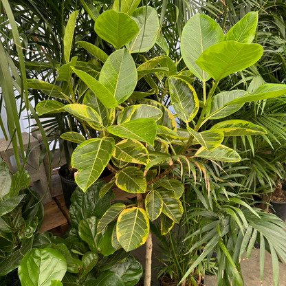 Rubber Tree-Red Guan Gong