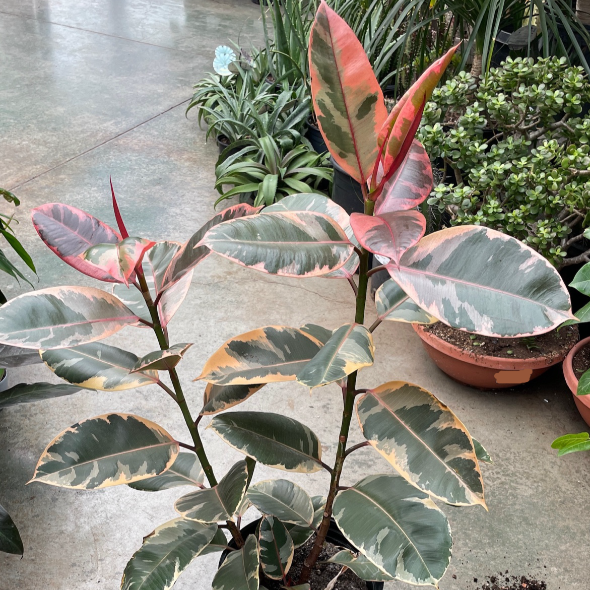 Rubber Tree-Red Guan Gong