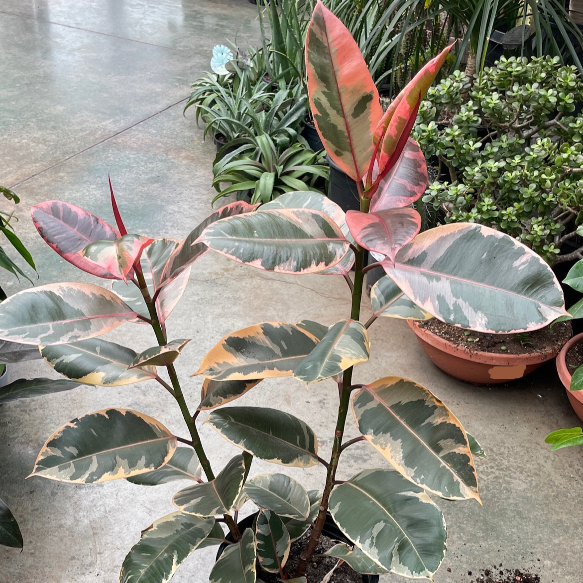 Ruby  Rubber Plant 