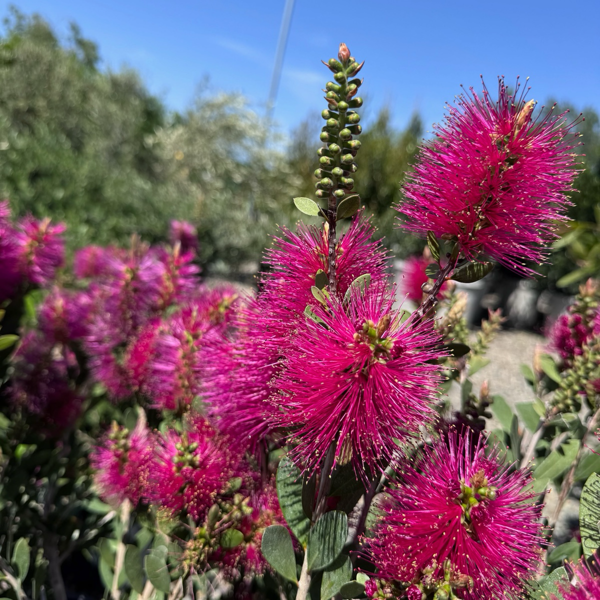 Neon Pink Bottle Pop Bottlebrush