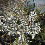 Snow White New Zealand Tea Tree