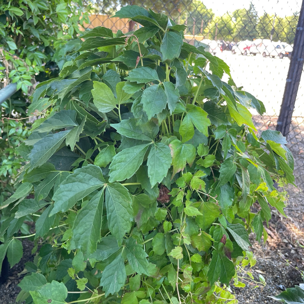 Boston Ivy