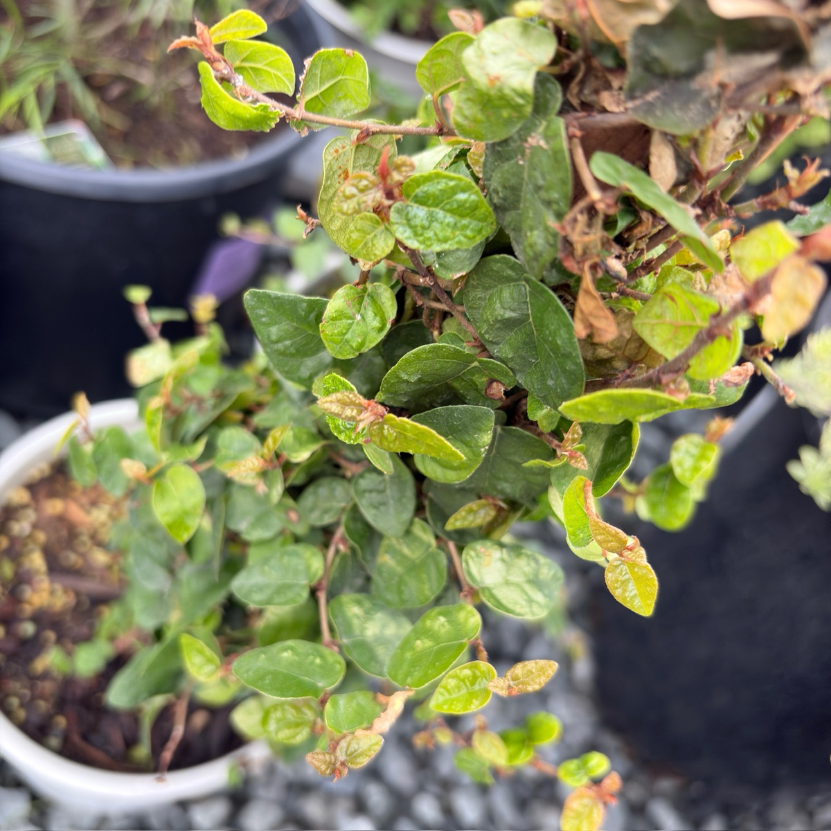 Creeping Fig