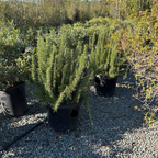 Tuscan Blue Rosemary 