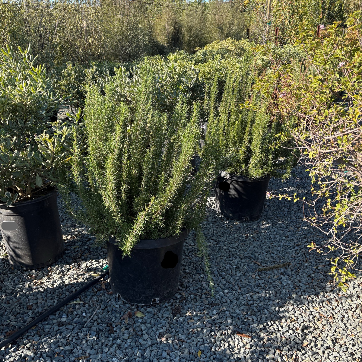 Tuscan Blue Rosemary 