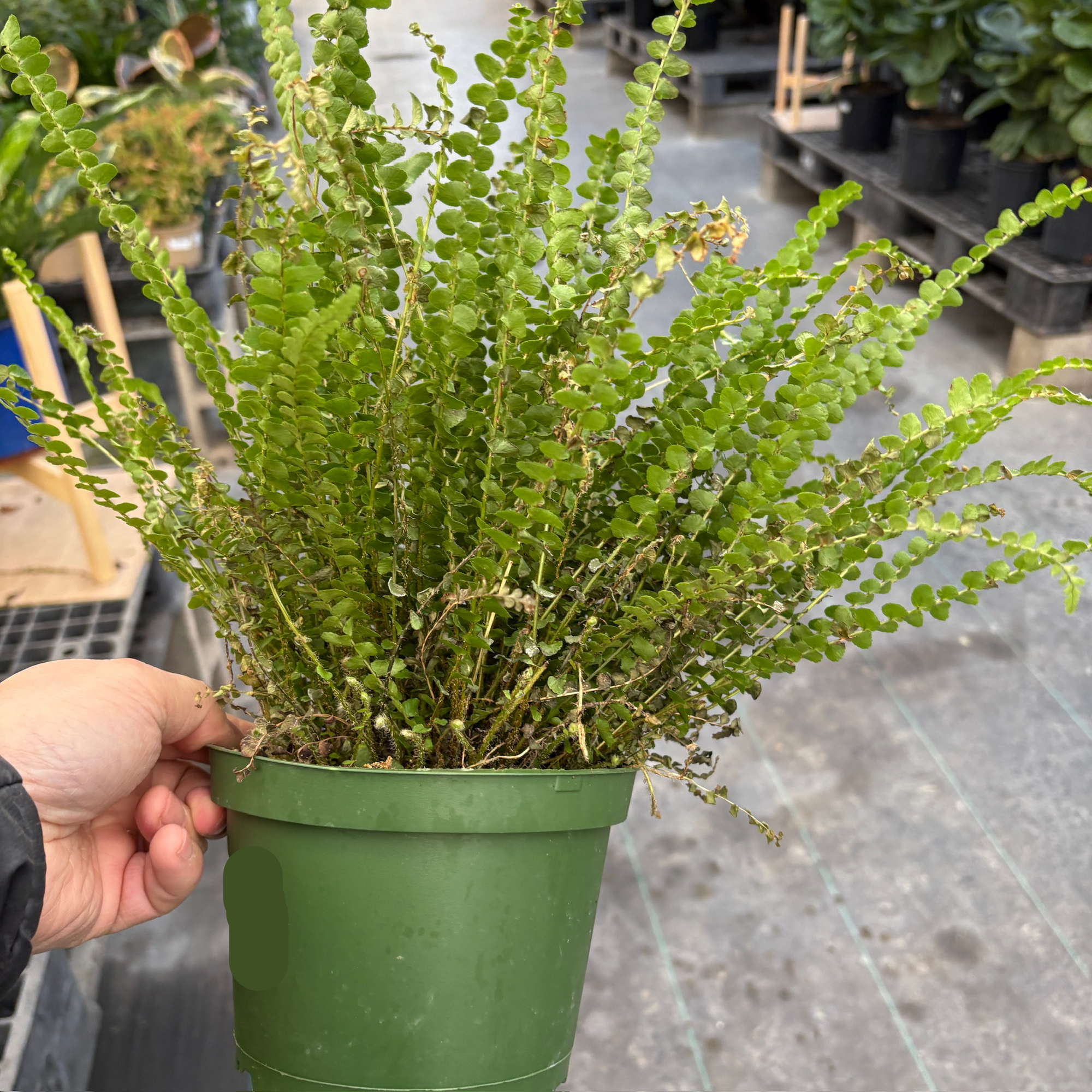 Lemon Button Fern