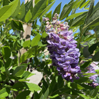 Texas White' Wisteria