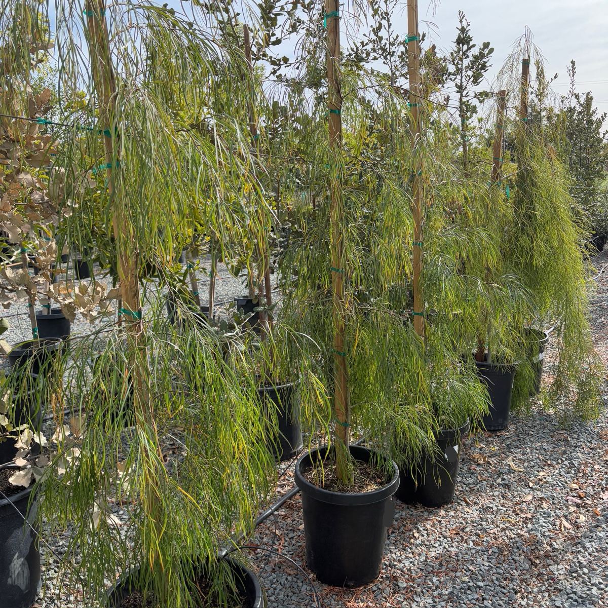 River Wattle