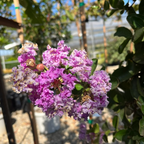 Twilight Crape Myrtle