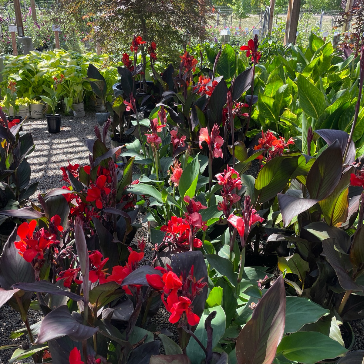 Cannova® Canna Lily