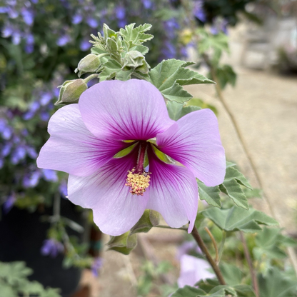 Bicolor Tree Mallow
